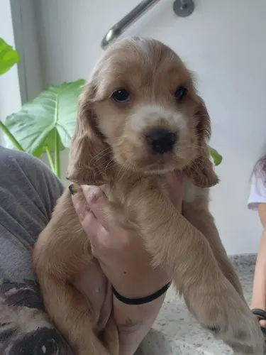 Cocker Spaniel Inglês - Fiéis Companheiros Com Pedigree!!