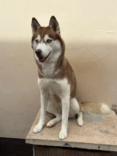 Fêmea Husky