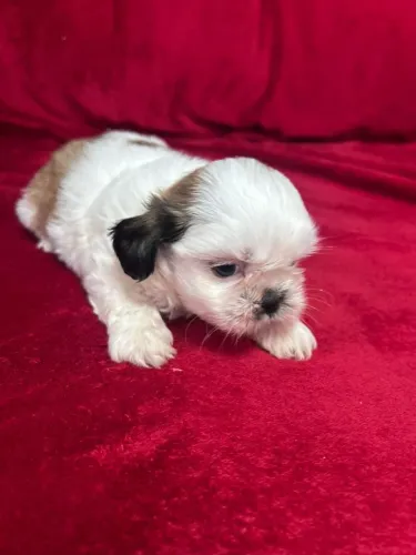 Lindo shitzu macho disponível 