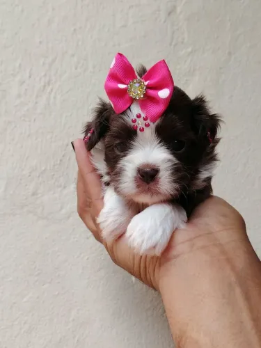 Shih tzu femea linhagem chocolate shihtzu