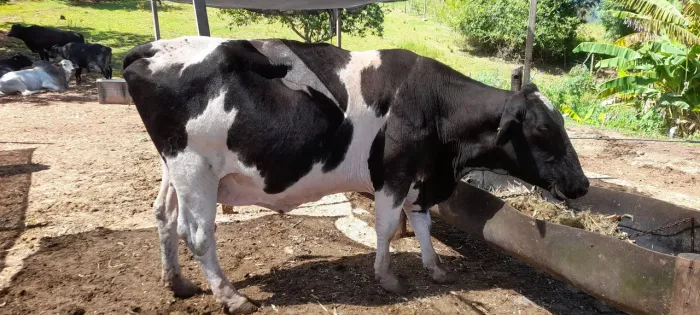 Vacas de corte