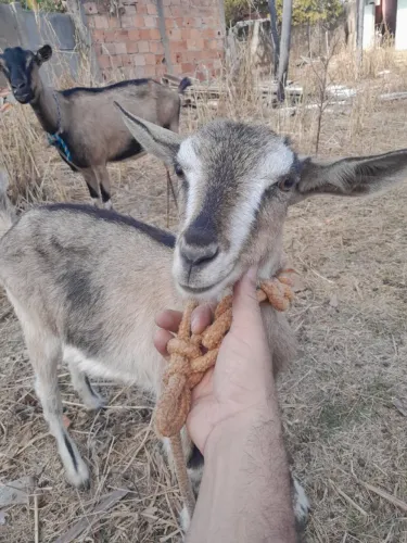 Cabritinha nova toggenburg raça leiteira