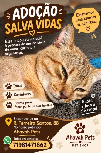 Gato pra doação