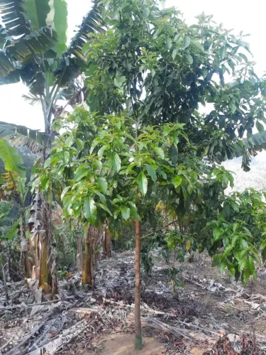 Chácara em Santa Teresa 