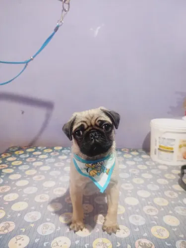 FILHOTE DE PUG MACHO 