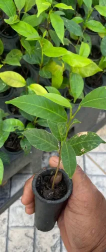 Mudas mogno africano (khaya senegalensis)