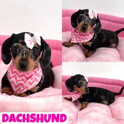 Linda Fêmea de Dachshund Arlequim aqui no Puppy Stop