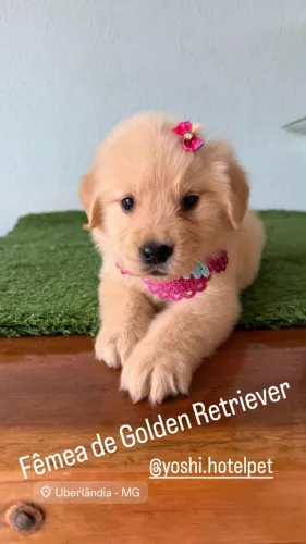 Golden Retriever macho & femea de pronta entrega