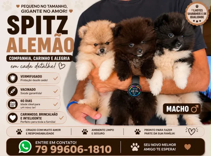 Venda de filhote de splitz alemão