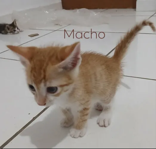 Gatos para doação, eu entrego ja usam caixa de areia