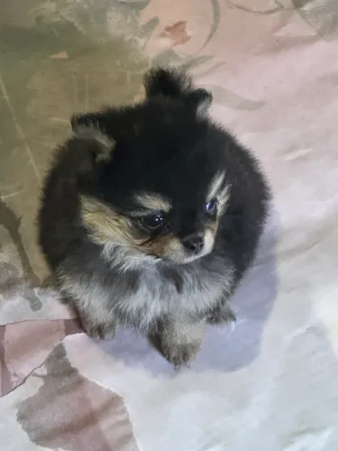 Filhote Lulu da pomerania femea