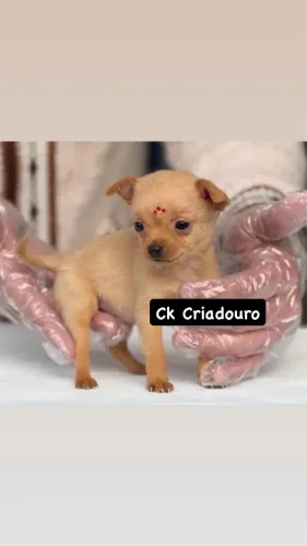 Pinscher fêmea 00