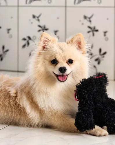 Cachorro Spitz alemão filhote fêmea 