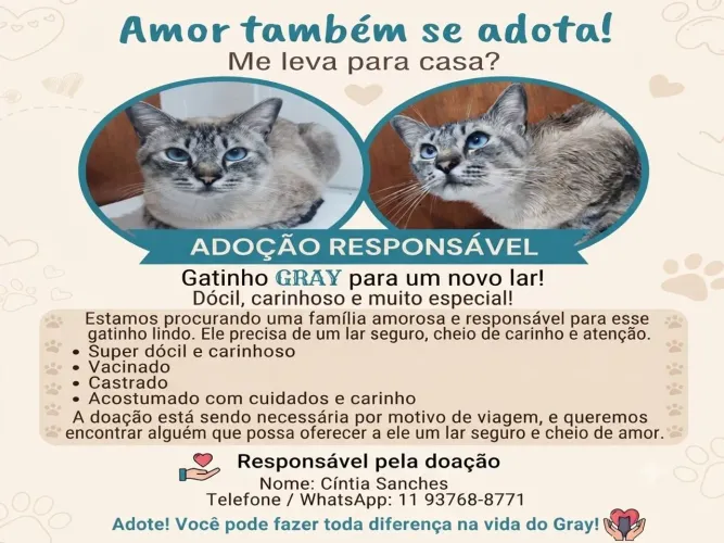 Gatinho Dócil para Adoção