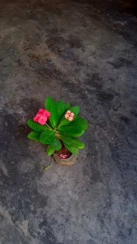 Coroa de Cristo cor de rosa