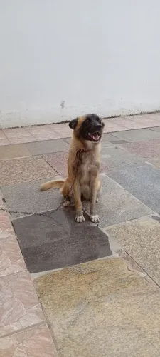Doa-se pastor malinois fêmea.
