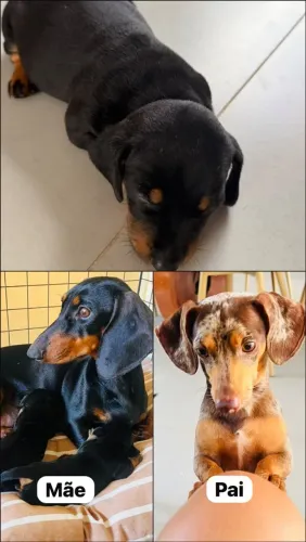 Cachorro dachshund conhecido como Salcicha