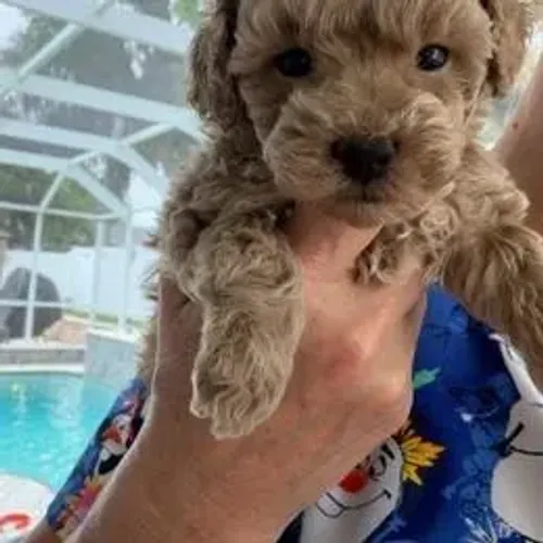 Poodle,Poodle Filhote Top Padrão da Raça
