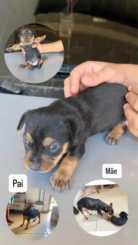 Pincher n1 macho