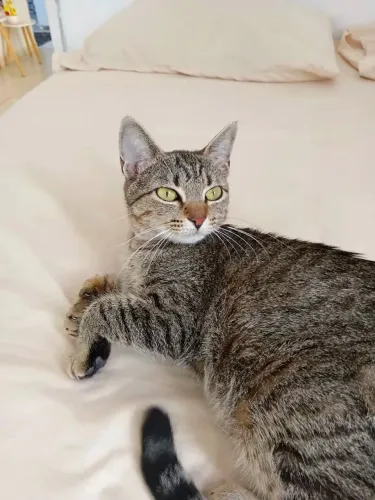 Doa-se gata fêmea 