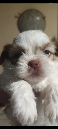 SHIH-TZU FÊMEA