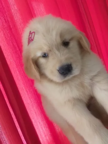 Golden Retriever filhotes animados