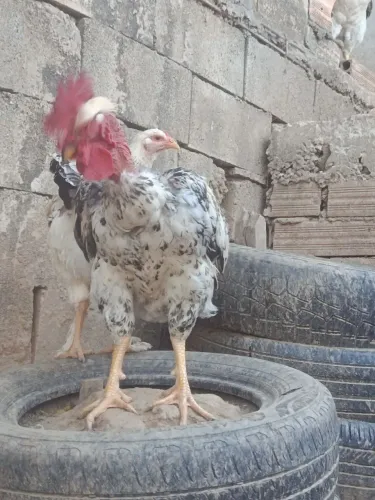 VENDO TROCO ///TENHO GALOS OVOS GALADOS E PINTINHOS CAIPIRA MELHORADO