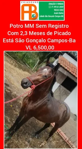 Potro MM sem Registro de Picado