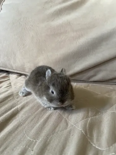 Mini coelho nederland os menores coelhos do mundo