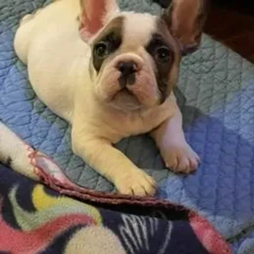 Bulldog Francês,Bulldog Francês Filhote Selecionado com Alta Procedência Familiar