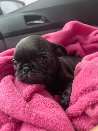 PROMOÇÃO DIA DOS NAMORADOS PUG MINIATURA BLACK E ABRICÓ