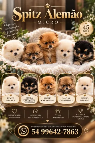 Lindos filhotes spitz alemão anão