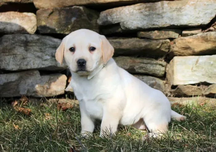 Labrador Retriever,Labrador Retriever Filhote Top Padrão da Raça