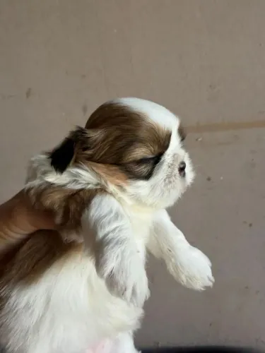 Shih Tzu Um cachorrinho que conquista por natureza