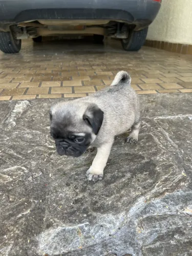 Filhotes de pug