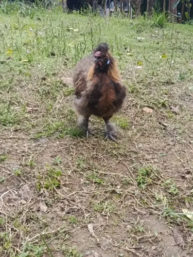 Frango sedosa (japonês)