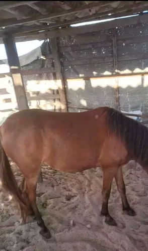 Vende se polda na primeira muda