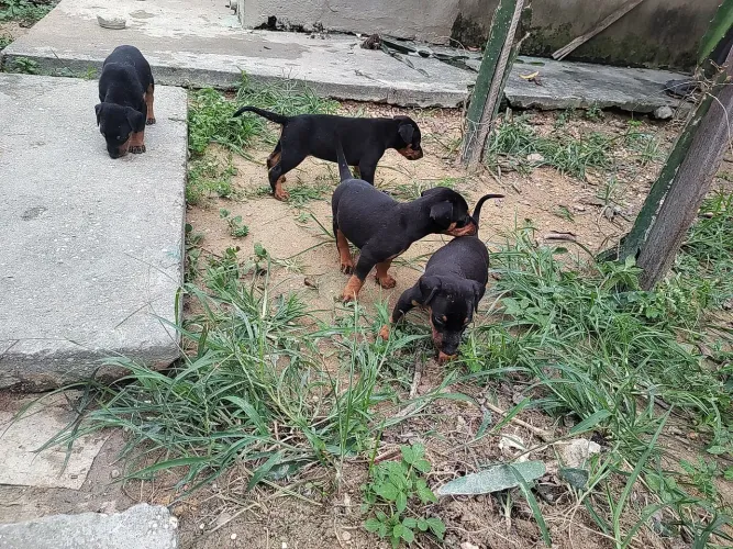 Filhote de Doberman
