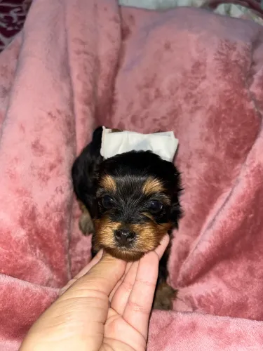 Filhote fêmea de Yorkshire terrier fêmea micro