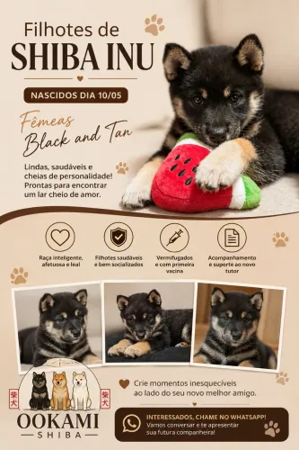 Filhotes Shiba Inu