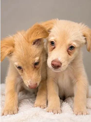 Filhotes Border Collie (fêmea e macho)