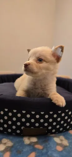 ? CHIHUAHUA - FILHOTES ENCANTADORES À VENDA! ?