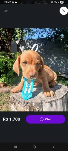 Filhote Dachshund Salsicha