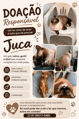 Doação Responsável-Gato Macho