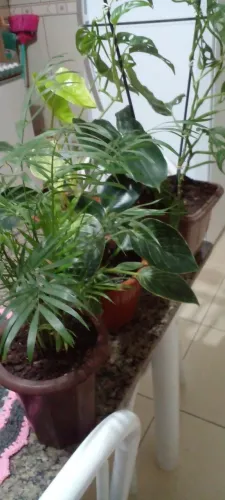 Vasos novos com plantas de sombra