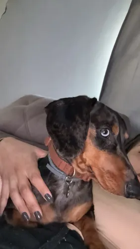 Procura se uma namorada, para o Billy