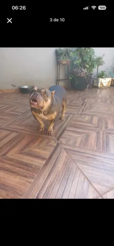 American bully com documento