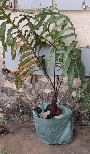 Mudas de samambaia gigante