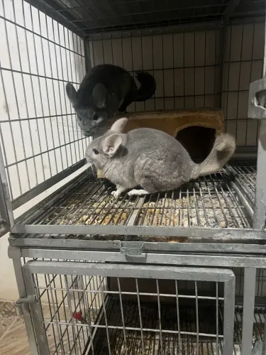Disponível chinchilas troco por Netherland 