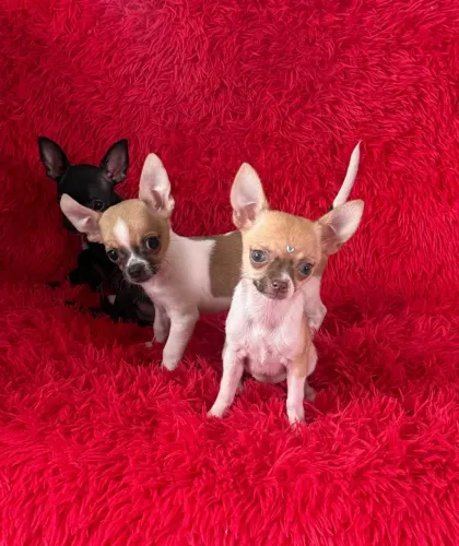 Chihuahua pelo curto Filhotinhos meninos e menina.